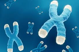 水素で細胞寿命をのばそうの画像